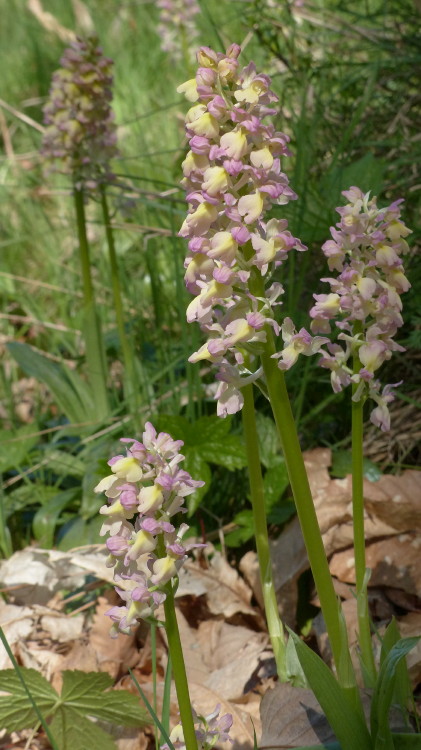 Orchis x Plessidiaca Renz 1928